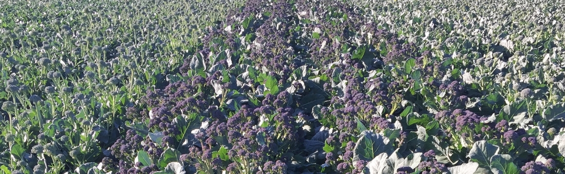 Charley Kemp Joins The Santa Maria Seeds Team Charley Kemp Joins The Santa Maria Seeds Team